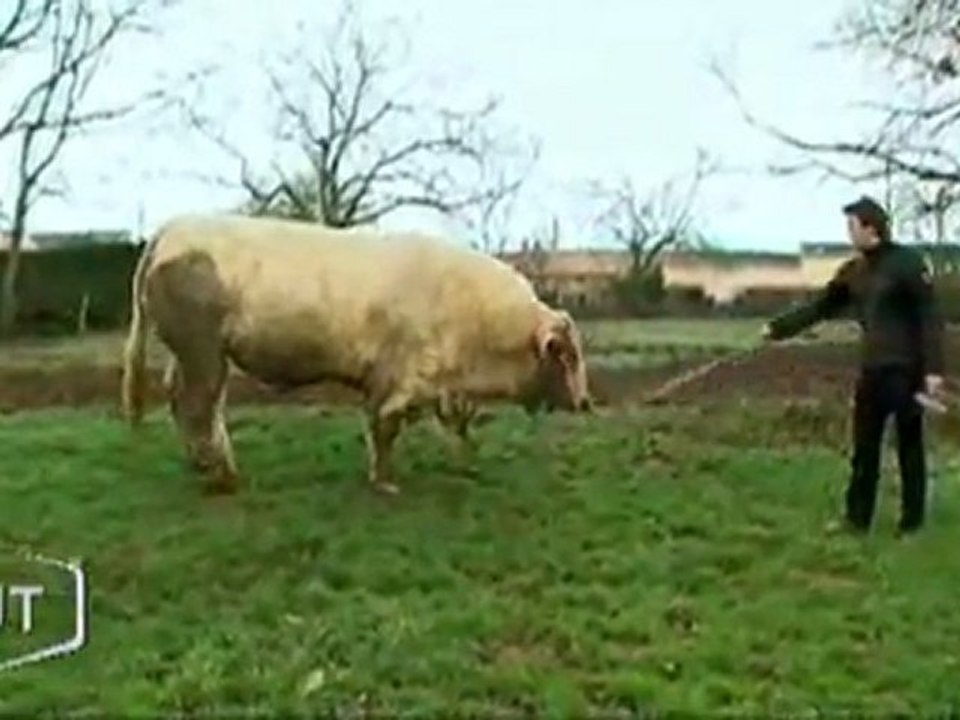 Un éleveur Vendéen au salon de l’agriculture