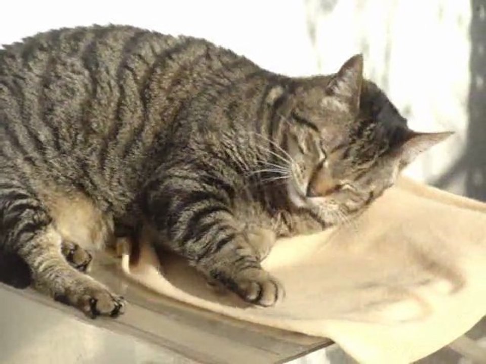 Sissou prend un bain de soleil !