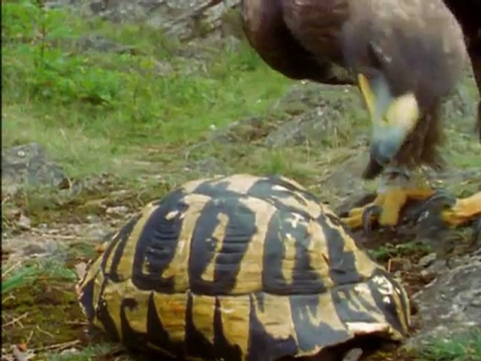 Animales Sobrenaturales (En busca de Alimento)