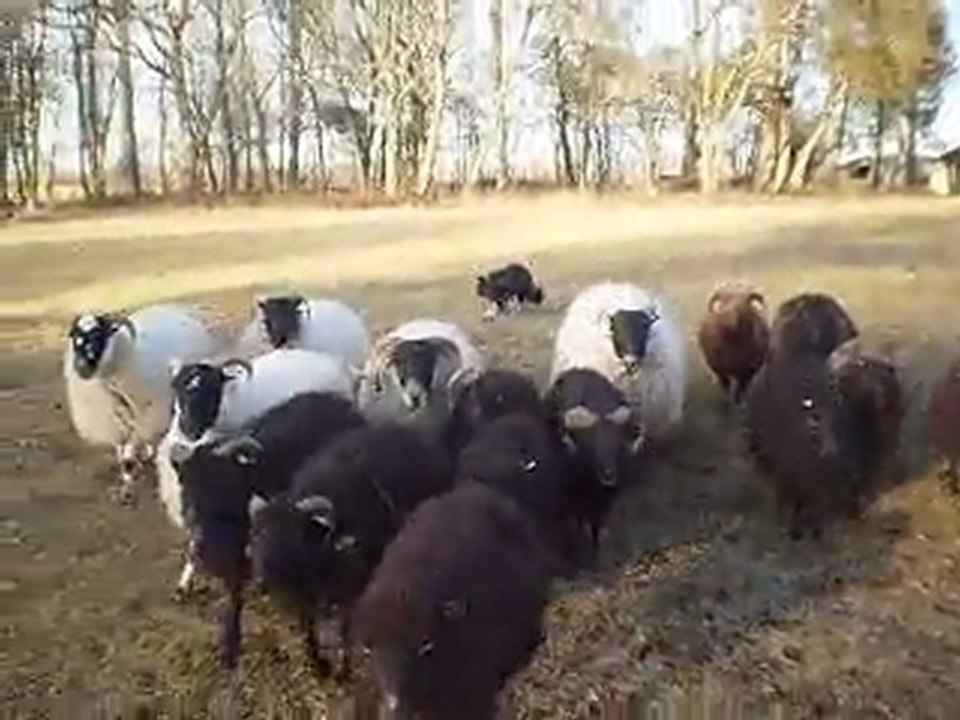 Fetch 22-02-12