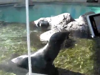 otarie pete un cable LOL