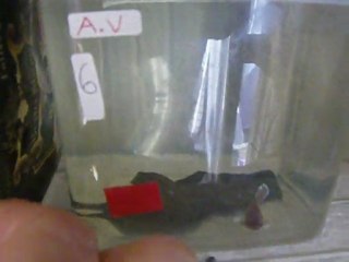 6 petites femelle voiles longs salamander