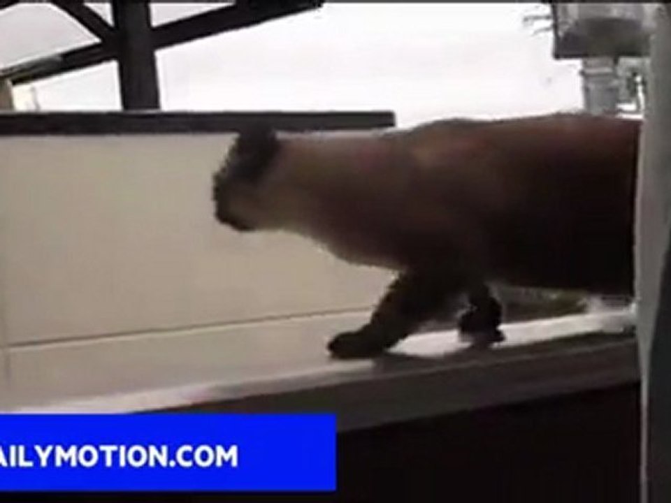 Jumping Cat (montage)