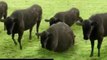 Cows & Cows & Cows, de Cyriak (montage)