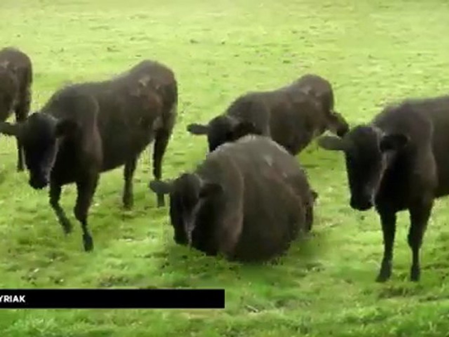 ⁣Cows & Cows & Cows, de Cyriak (montage)