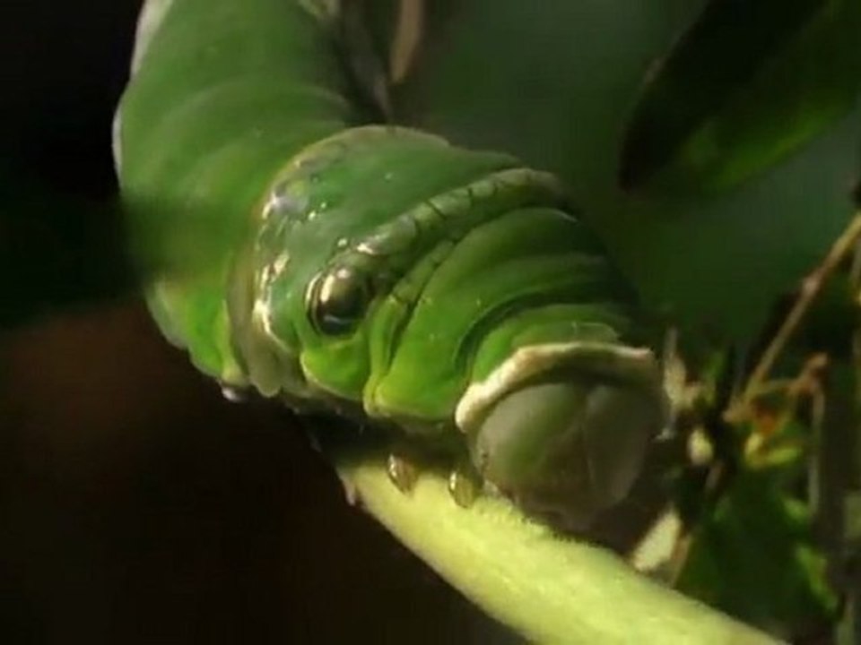 Animales Sobrenaturales (Estrategias de Defensa)