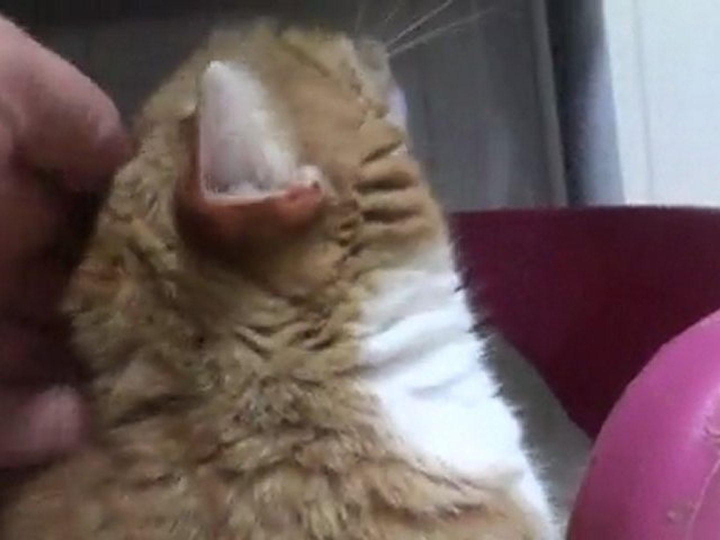 Chat Roucoule Video Dailymotion