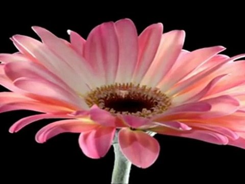 aydın öztürk_ bela çiçeğim