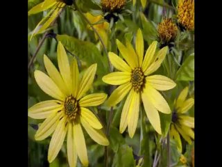 UNUTMADIM -TANER YÜNCÜOĞLU