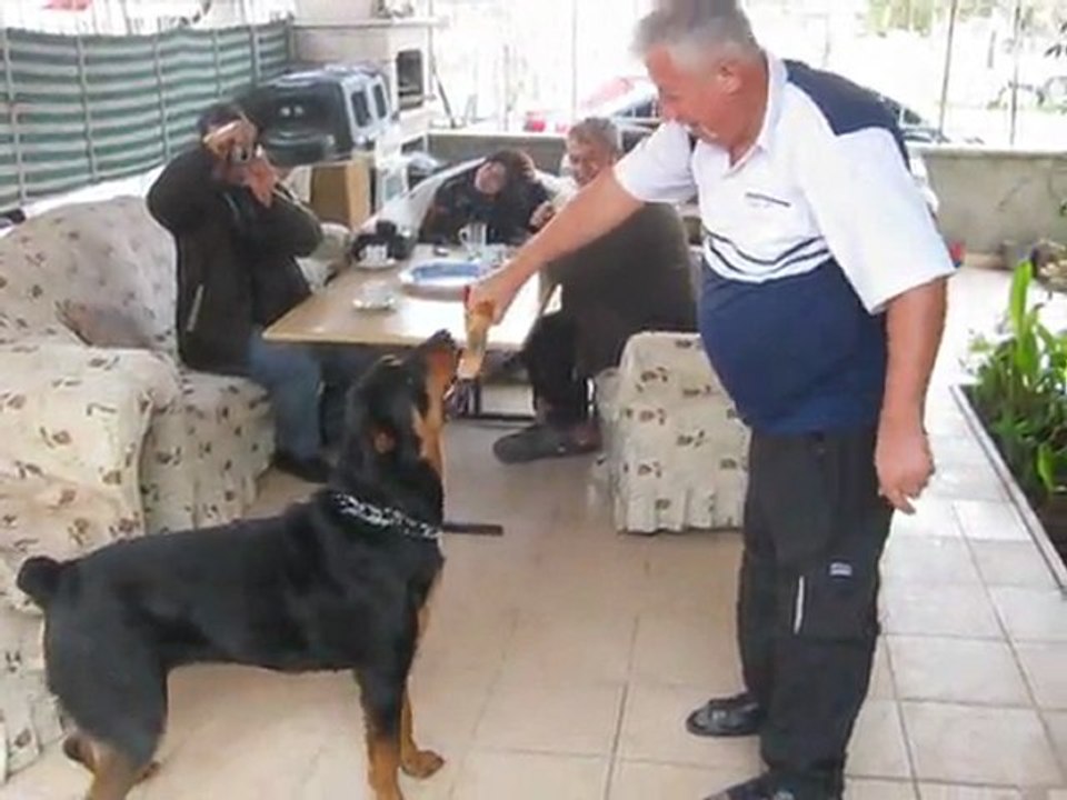 ROTTVEİLER LE OYUN OYNARKEN