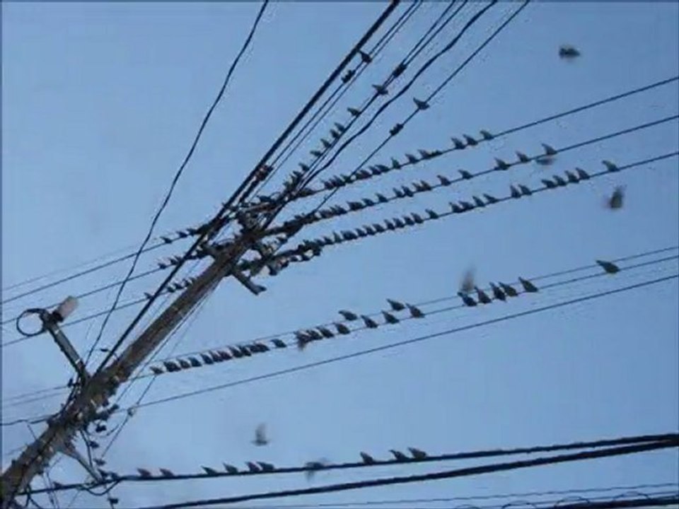 夕暮れ鳥