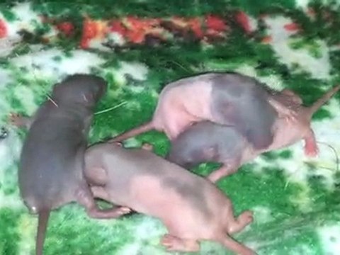 4 males de 1 semaines