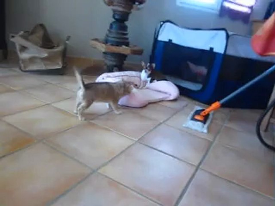 Deux poils long de Foxy .! Un mâle et une femelle porteur de chocolat  LOF