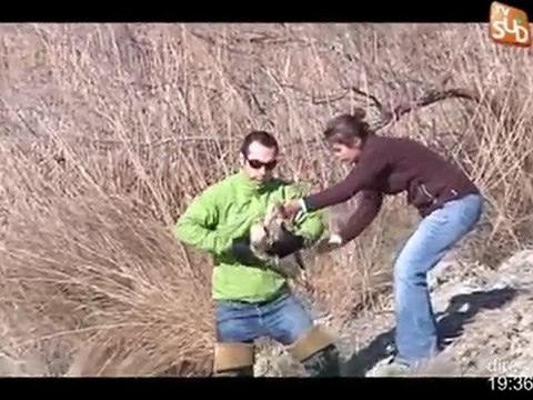 lâcher de flamands roses au parc de pont de Gau