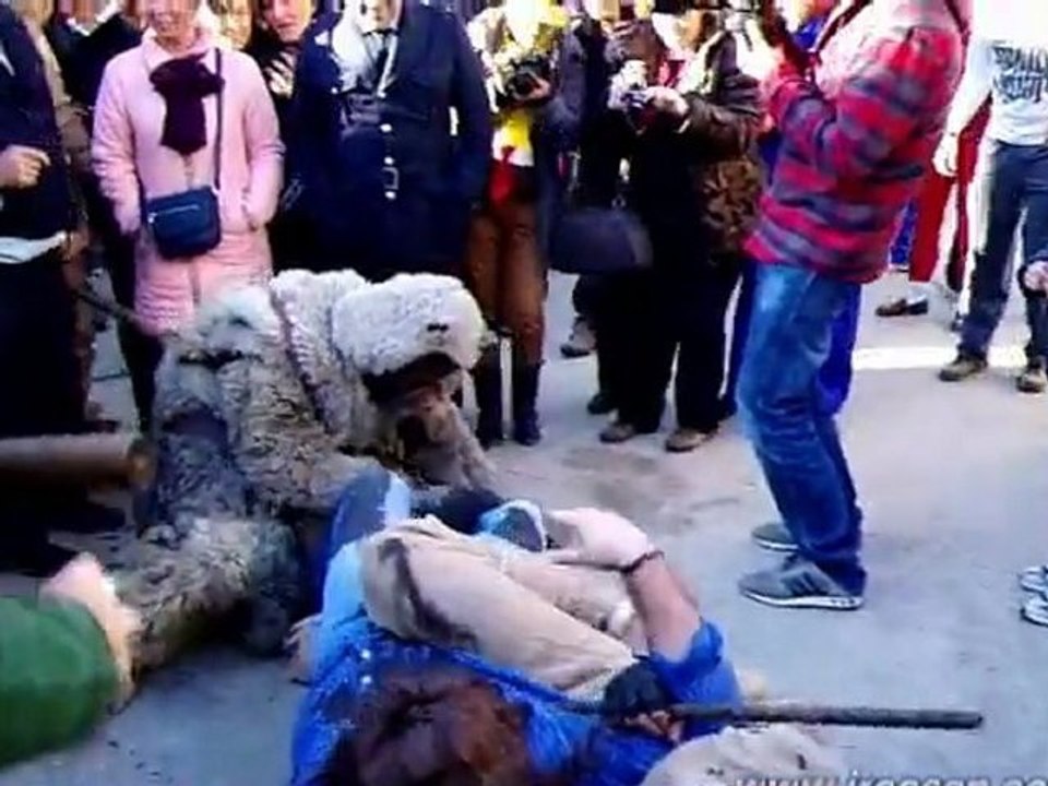 Oso de Salcedo 2012