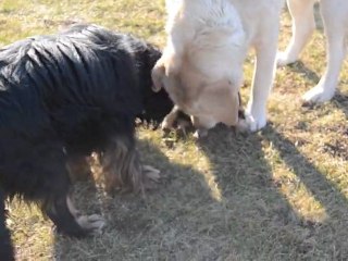 Rencontre de Holly et Assia, Labrador 🐾