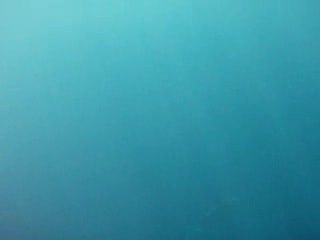 dauphin pointe des pêcheurs tahiti