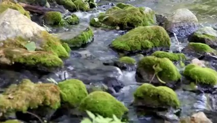 San Salvatore Telesino (BN) - Parco Naturalistico del Grassano 2011