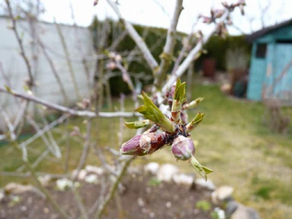 odieux composition guitare