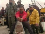 Pescadores en Akko capturan tiburón de media tonelada