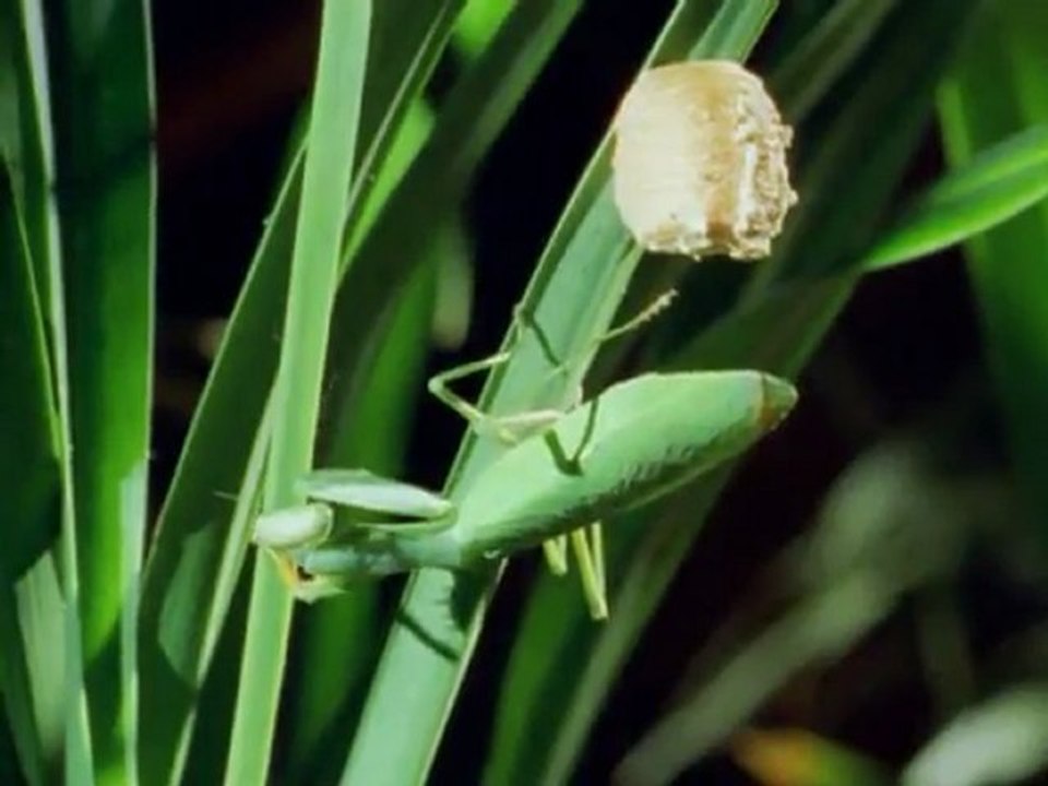 Animales Sobrenaturales (Seducción Animal)