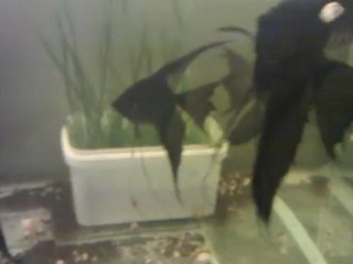 Damızlık siyah Melek Balıkları