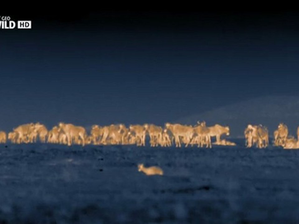 Night Of The Lion Нощта на лъва (2012)