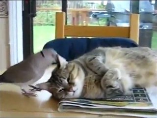 Katze und Vogel - Freunde (S)