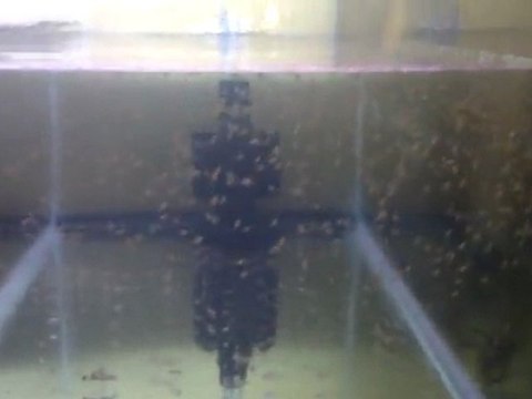 Melek Balığı Yavruları