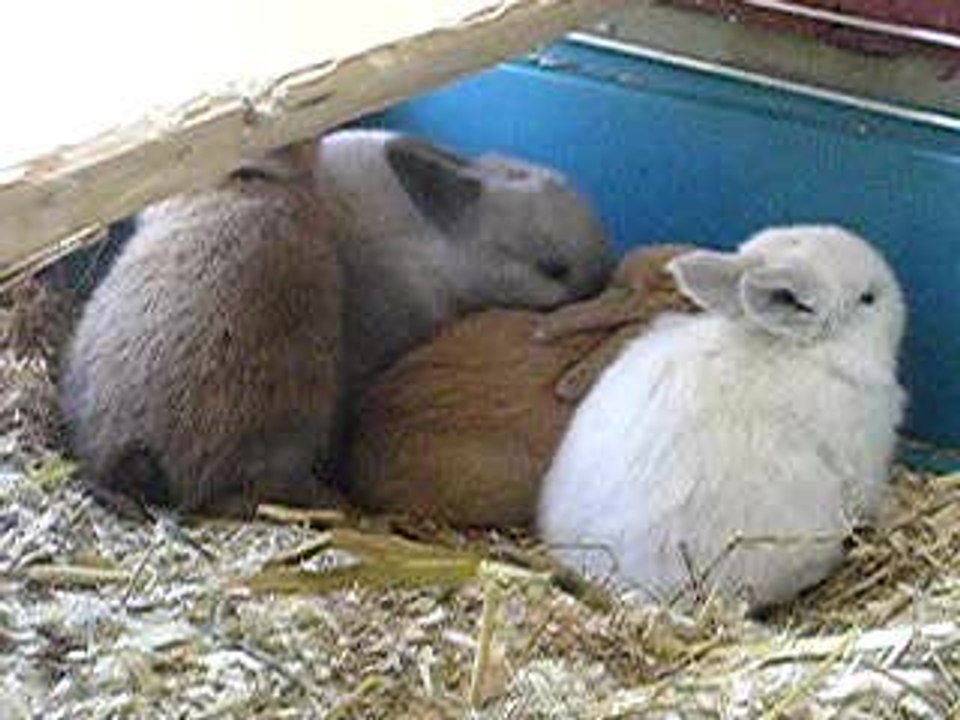 Lapifou