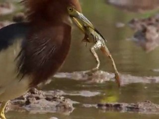frogs in paddy fields