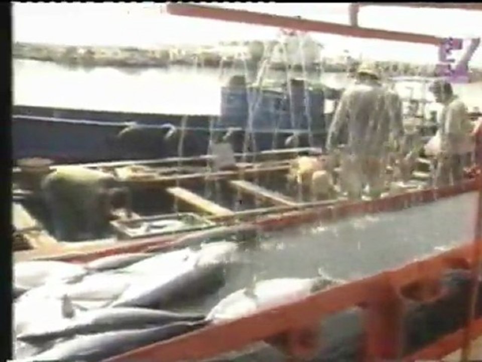 Pêche au thon rouge a sidi daoud El haouaria cap bon Tunisie ( MADRAGUE )