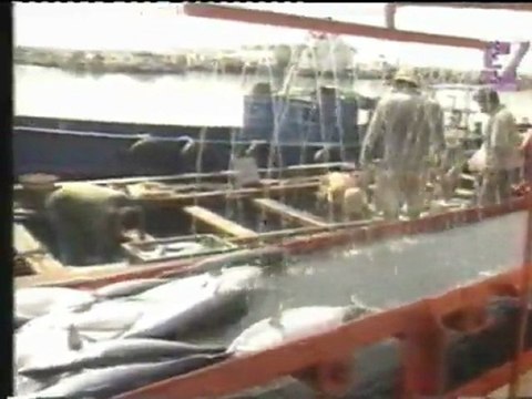 Pêche au thon rouge a sidi daoud El haouaria cap bon Tunisie ( MADRAGUE )