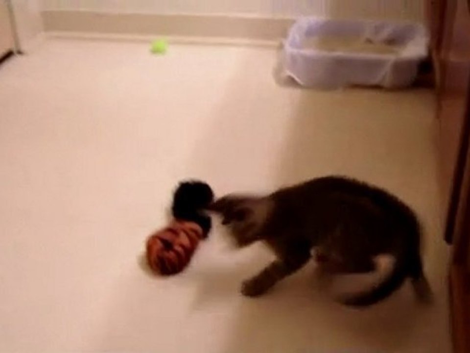 Blinde Katze spilet mit Glöckchenball [lang] (S)