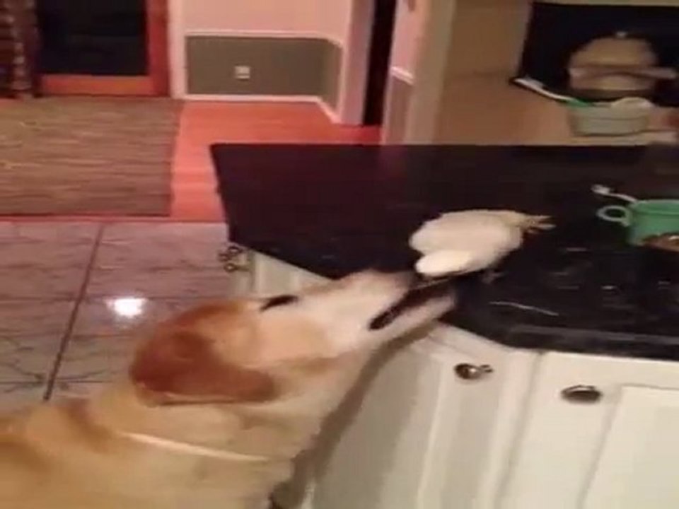 Oiseau donne à manger à un chien