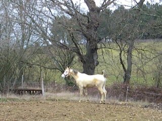 PIRENEO fils de PADRONs IMMAGE