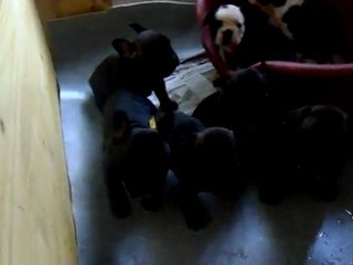 chiots 25 fevrier 2012