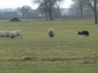 Internationale Lente Schapen trial te Heijen