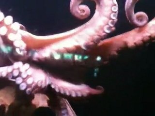 Mangroves et océans