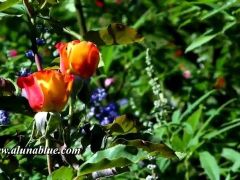 Nature Stock Video - Blooms 03 clip 01 Stock Footage
