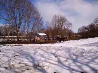 de retour dans le grand pré, ça sent le printemps !!!