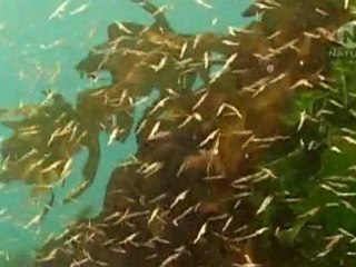 Подводные создания