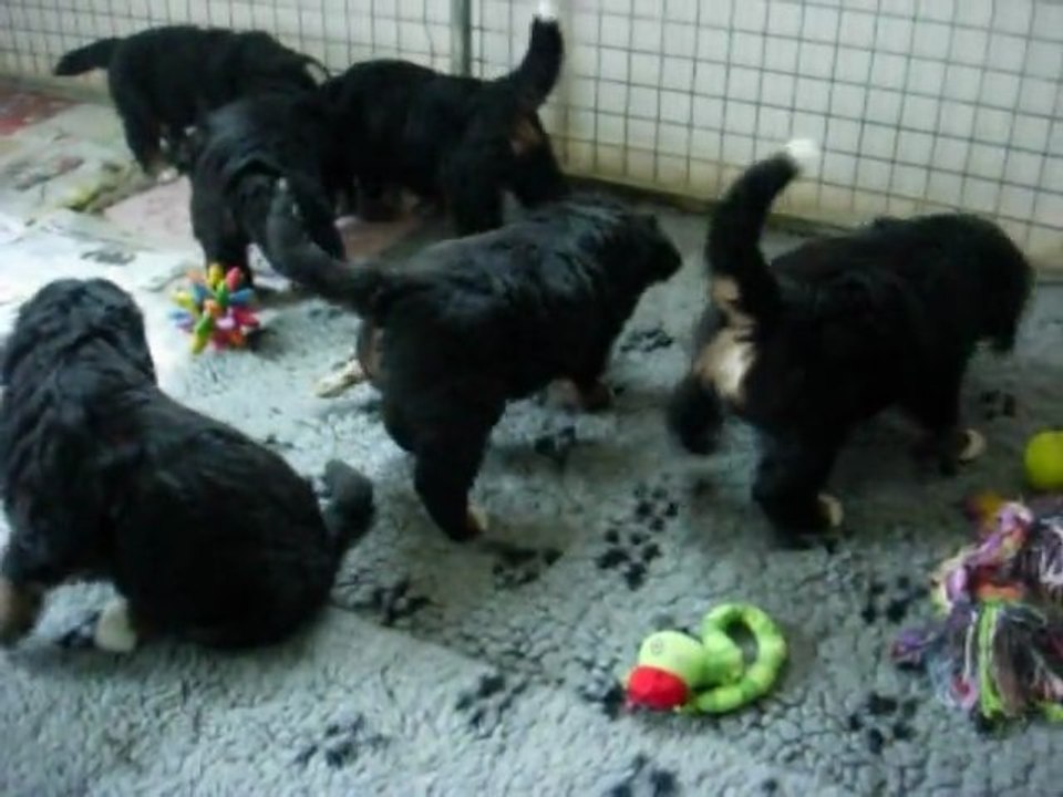 Chiots à 5 semaines