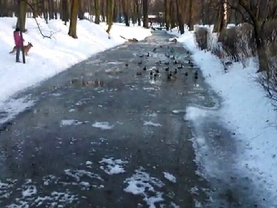 Dzikie kaczki3