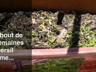 Faire pousser du persil en pot