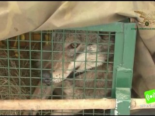 Il lupo 'Sic' della Valmarecchia ritorna libero dopo le cure