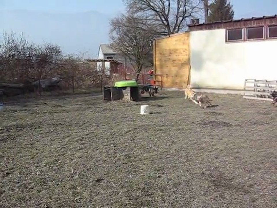 GAILLAC A L'ECOLE DU CHIOT