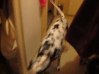 Le repas des dalmas 1