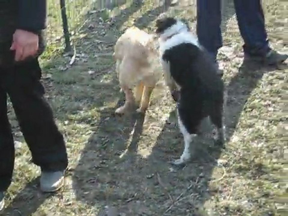 GAILLAC A L'ECOLE DU CHIOT 2