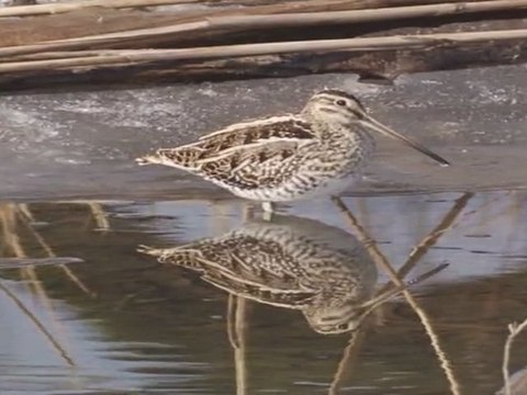 Bécassine des marais